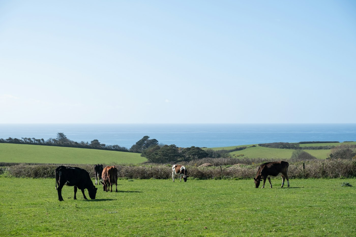 Dairy cattle grazing on coastal farmland