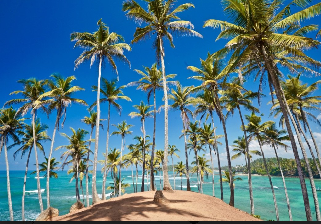 Palm trees along the coast of Mirissa, Sri Lanka